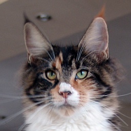 Lavender Love Jamaica