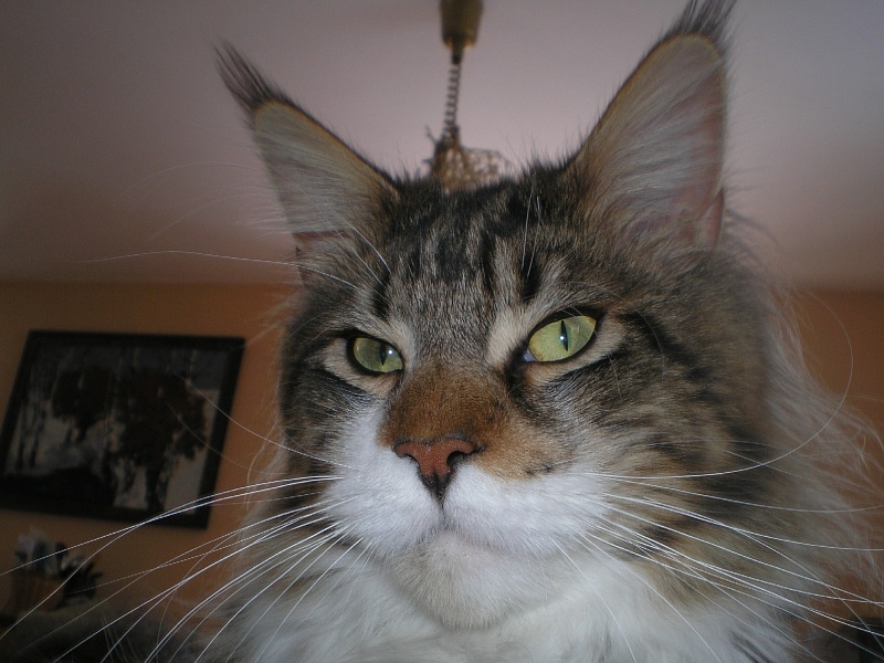 Barry White Apple Valley - maine-coon