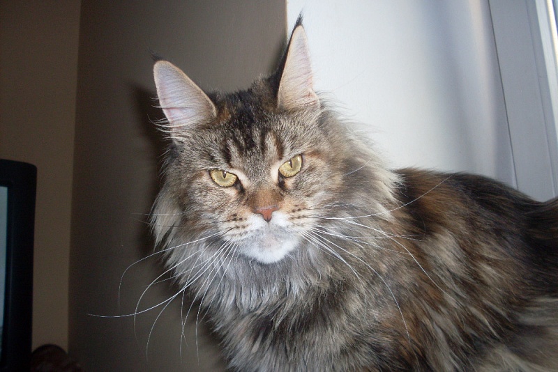 Bright Sky Hvezda Obzoru - maine-coon