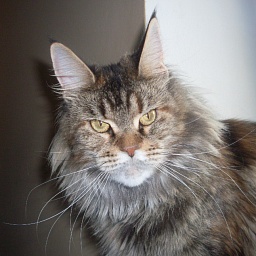 Bright Sky Hvezda Obzoru