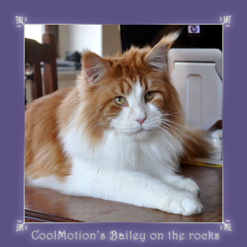 Cool Motion's Bailey on the Rocks - maine-coon