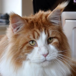 Cool Motion's Bailey on the Rocks