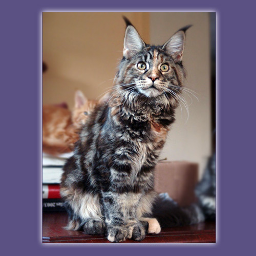 D'Gitane des Shags of Sascatoon - maine-coon