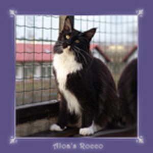 Aloa's Rocco - maine-coon