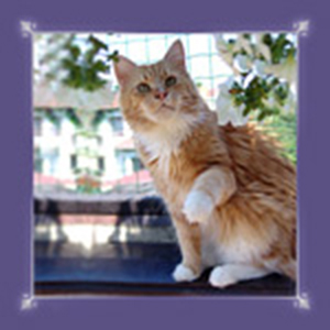 Lavender Love Dolores - maine-coon