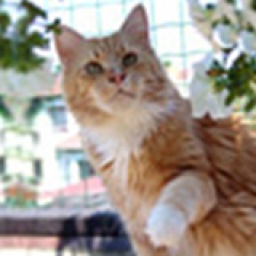 Lavender Love Dolores