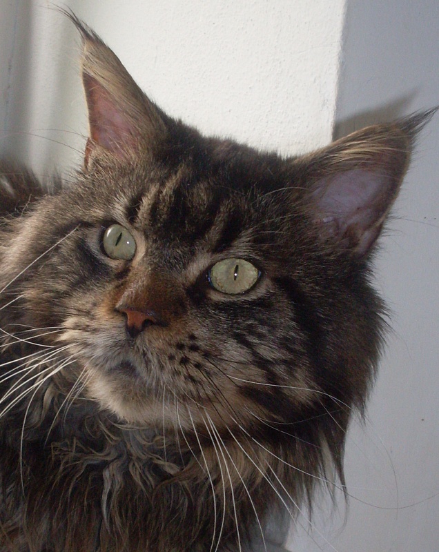 Siegel Diego od Vajgaru - Юніор мейн-кун 9 місяців 0,5 тижнів