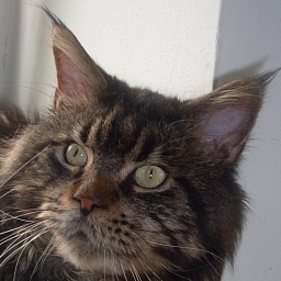 Siegel Diego od Vajgaru