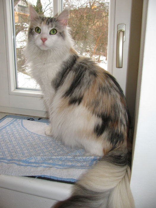 Dafy Viktoria Pride - maine-coon