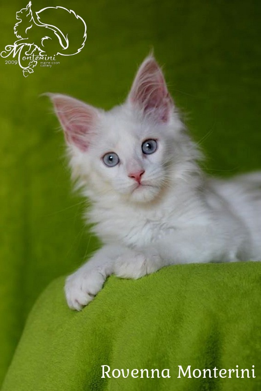 Rovenna Monterini - мейн-кун