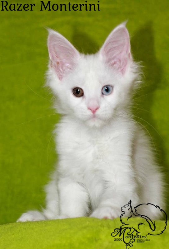 Razer Monterini - maine-coon