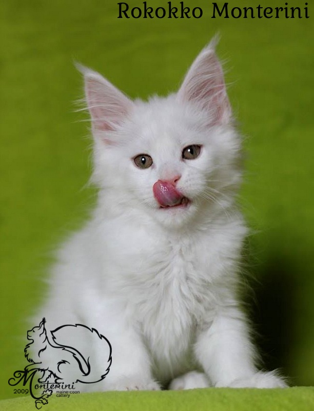 Rokokko Monterini - мейн-кун
