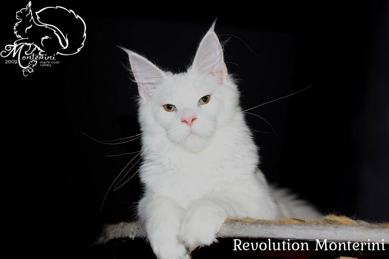 Revolution Monterini - мейн-кун