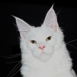 Revolution Monterini