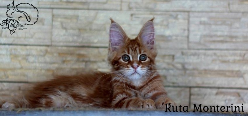 Ruta Monterini - мейн-кун