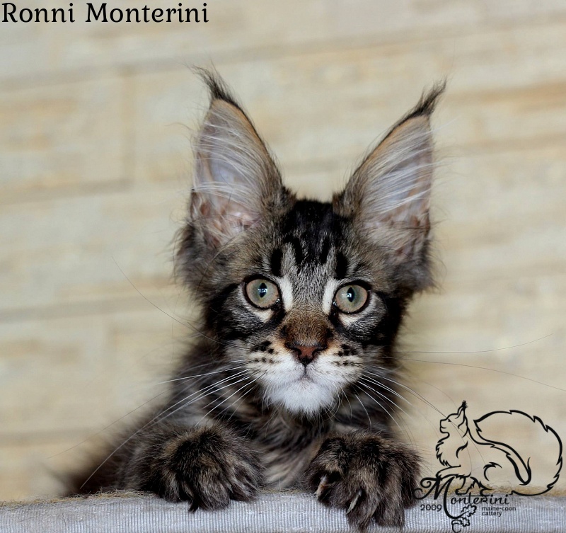 Ronni Monterini - maine-coon