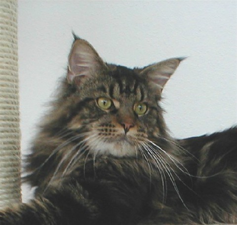 Maine Coon Dynasty Yukon - мейн-кун