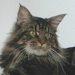 Maine Coon Dynasty Yukon