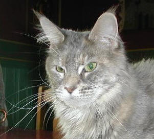 Glowcoon Blue Pigeon - мейн-кун