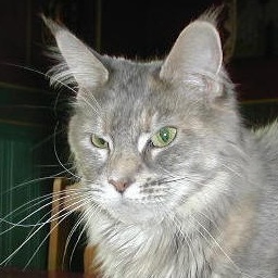 Glowcoon Blue Pigeon