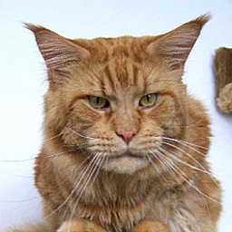 Arctic Coon's Red Hot Chili Pepper