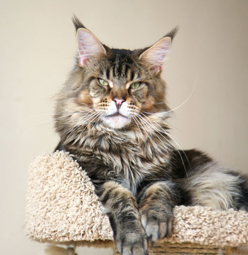 Winerau Avenger - maine-coon