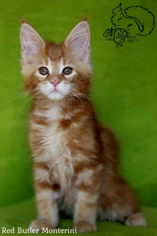 Red Butler Monterini - maine-coon