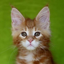 Red Butler Monterini