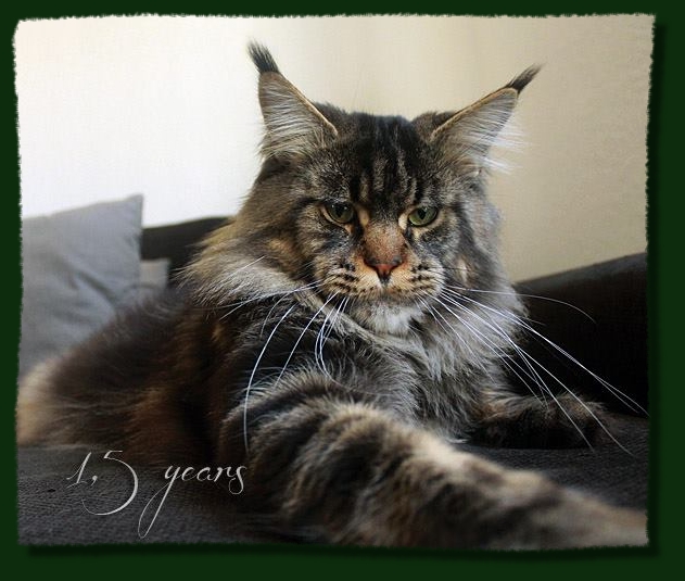 Winerau Mason - maine-coon