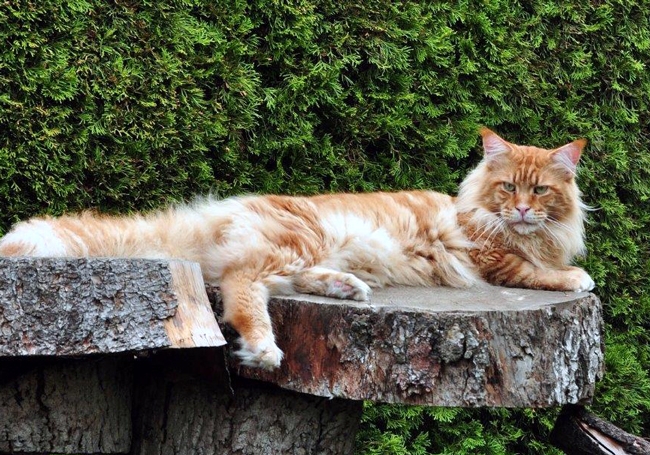 Justcoons Do Remember - maine-coon