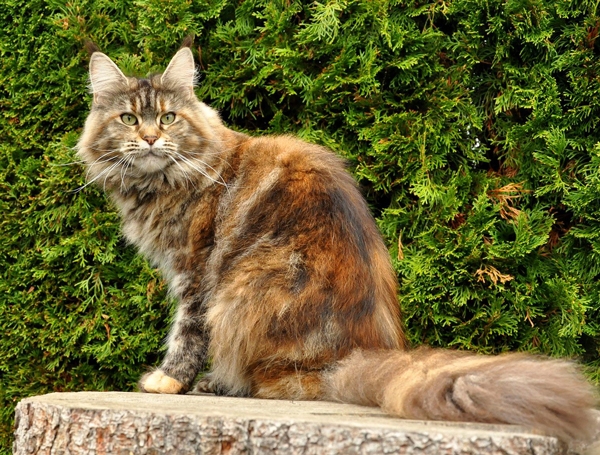 Winerau Emely - maine-coon
