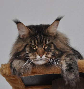 Winerau Enzo - maine-coon
