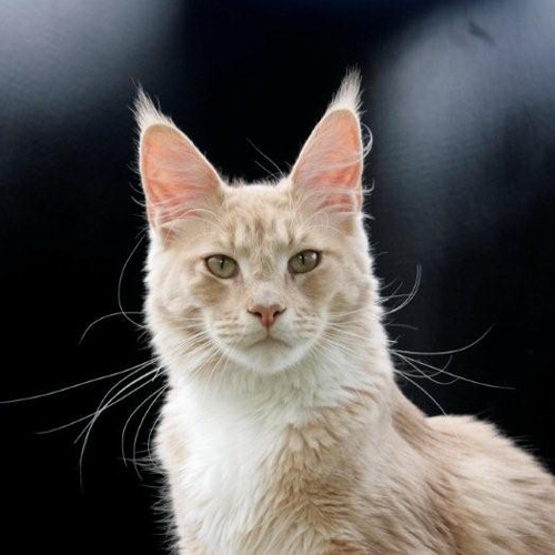 A Davina High Society - maine-coon