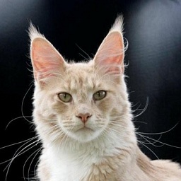 A Davina High Society