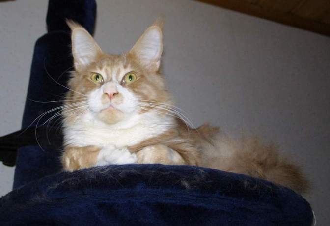 Langstteich's S'Report - мейн-кун