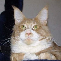 Langstteich's S'Report