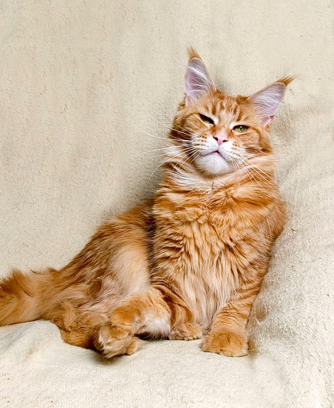 Paradiseisland Flash Dance - мейн-кун