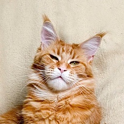 Paradiseisland Flash Dance