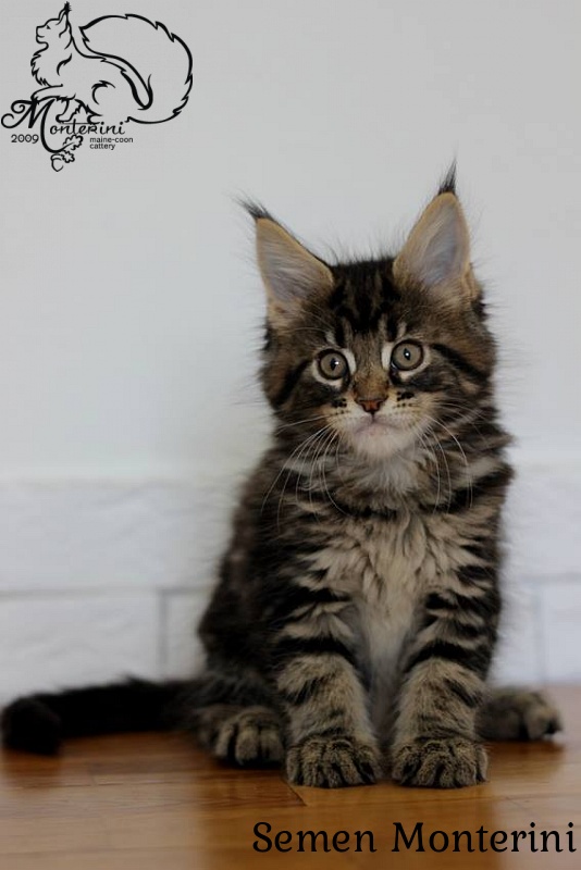 Semen Monterini - мейн-кун