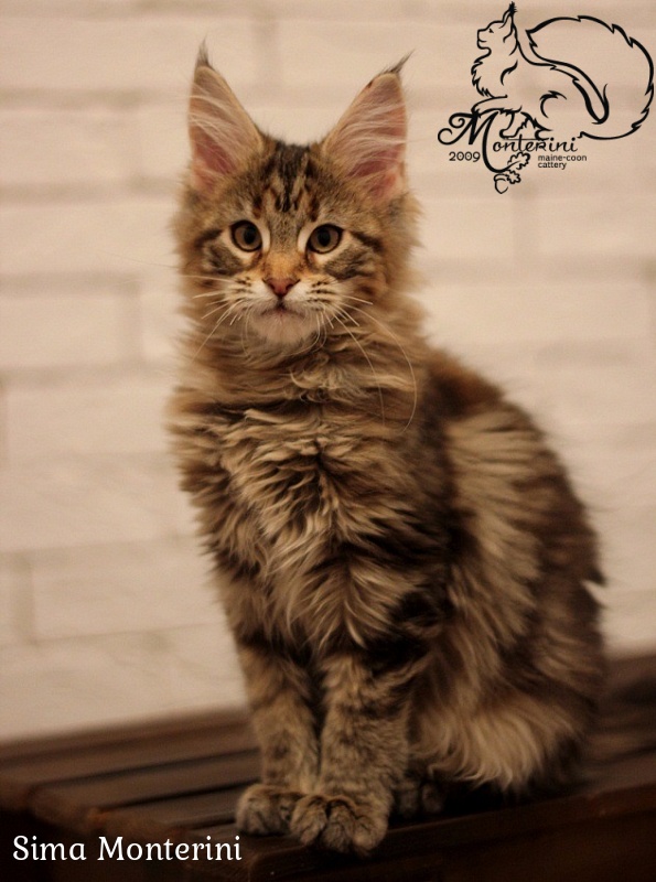 Sima Monterini - мейн-кун