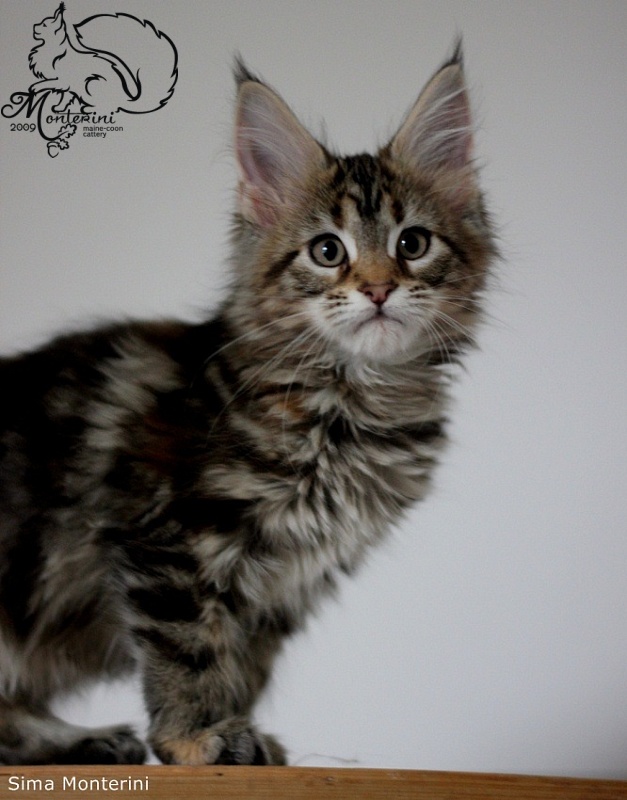 Sima Monterini - мейн-кун