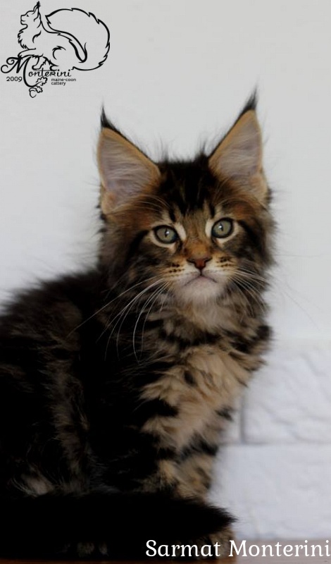 Sarmat Monterini - мейн-кун