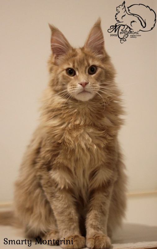 Smarty Monterini - мейн-кун