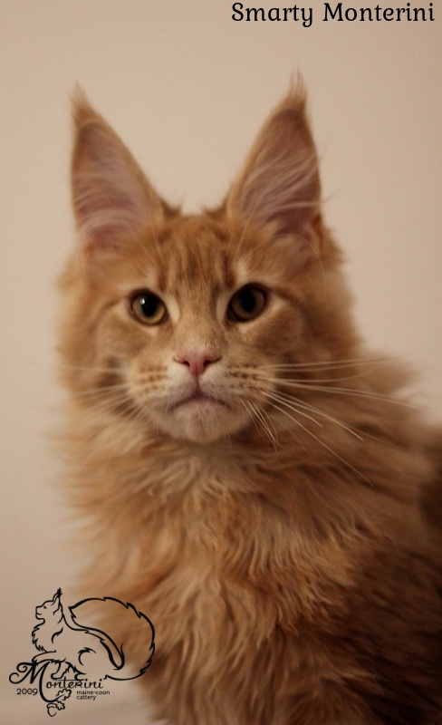 Smarty Monterini - мейн-кун