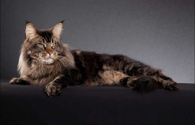 Candycoon's Big Lebowski - maine-coon