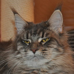 Spellbound's Curly Sue