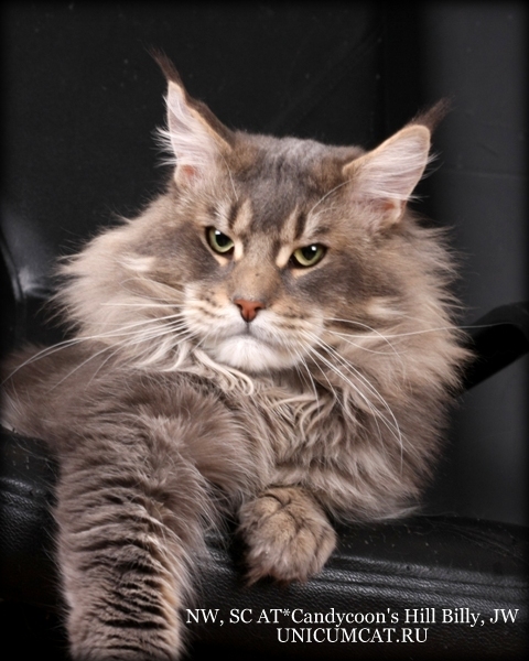 Candycoon's HillBilly - Adult maine-coon 1 year 9 months 1 week