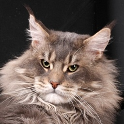 Candycoon's HillBilly