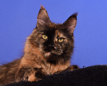 Unicum Algebra - maine-coon