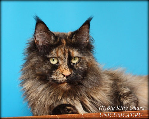 Big Kitty Ohara - мейн-кун